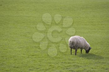 Pasture Stock Photo