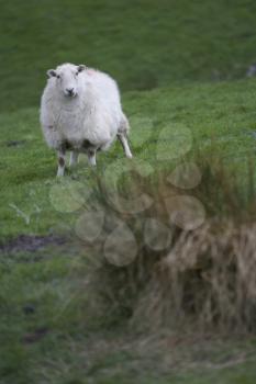 Sheep's Stock Photo