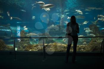 Aquarium Stock Photo