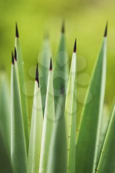 Succulent Plant Stock Photo