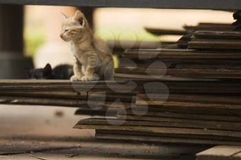 Cat Stock Photo