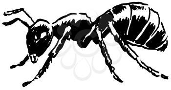 Royalty Free Clipart Image of an Ant