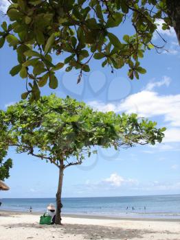 Royalty Free Photo of Trees on a Beach