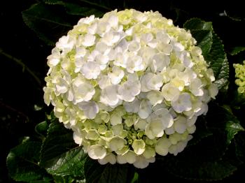 Royalty Free Photo of a Hydrangea