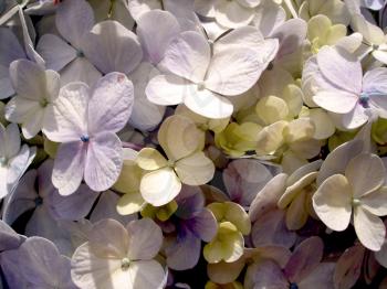 Royalty Free Photo of a Closeup of a Hydrangea