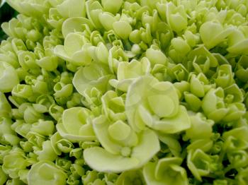 Royalty Free Photo of a Closeup of a Hydrangea