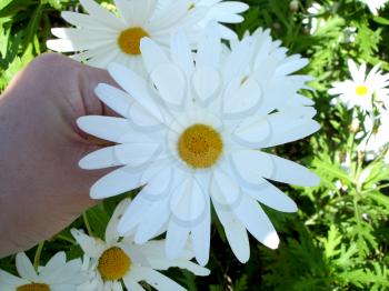 Royalty Free Photo of Daisies