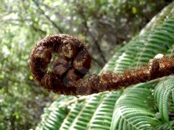 Royalty Free Photo of a Tropical Plant