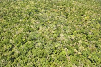 Royalty Free Photo of an Aerial of a Forest