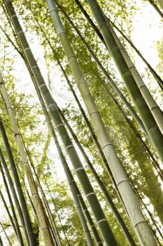 Royalty Free Photo of a Bamboo Forest
