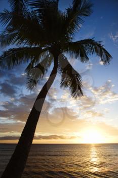 Royalty Free Photo of a Sunset Sky Framed by Palm Trees Over the Pacific Ocean in Kihei, Maui, Hawaii, USA