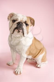 Royalty Free Photo of an English Bulldog Sitting