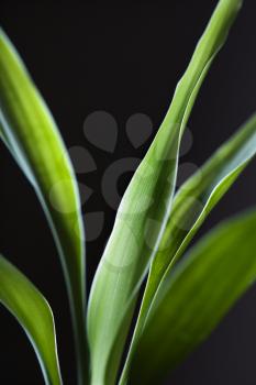 Royalty Free Photo of a Close-up of Lucky Bamboo Leaves