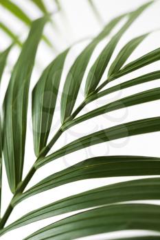 Royalty Free Photo of a Palm Frond