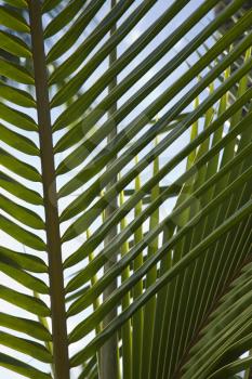 Royalty Free Photo of a Palm Frond Against a Blue Sky in Maui, Hawaii, USA