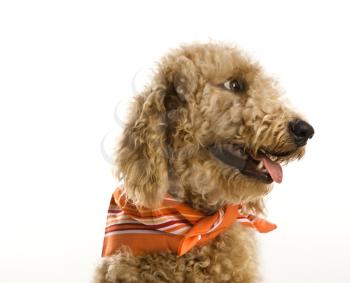 Royalty Free Photo of a Golden Doodle Dog Wearing a Bandanna