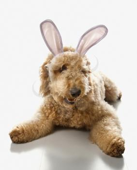 Royalty Free Photo of a Golden Doodle Dog Wearing Bunny Ears