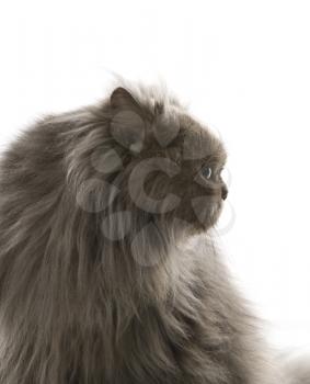 Gray Persian cat looking to side.