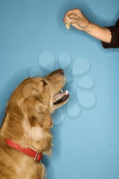 Royalty Free Photo of a Golden Retriever Sitting for a Treat