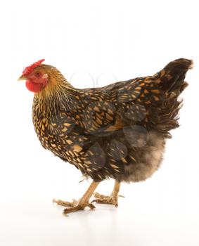 Royalty Free Photo of a Golden Laced Wyandotte Chicken