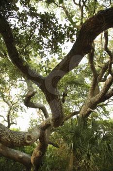 Royalty Free Photo of a a Tree on Bald Head Island, North Carolina