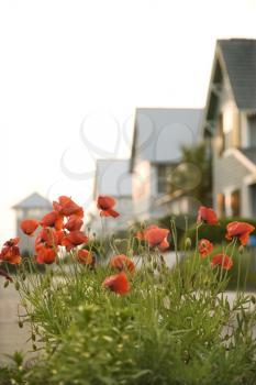 Royalty Free Photo of Red Poppy Flowers in Front of Houses