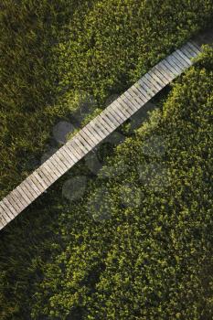 Wooden boardwalk over wetlands.