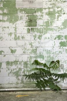 Royalty Free Photo of a Weathered Concrete Wall of a Building with Plant