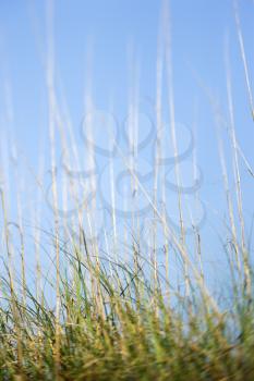 Royalty Free Photo of Grass at the Beach With Blue Sky