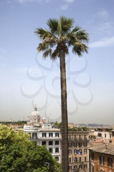 Royalty Free Photo of Tall Palm Tree With Buildings in Rome, Italy