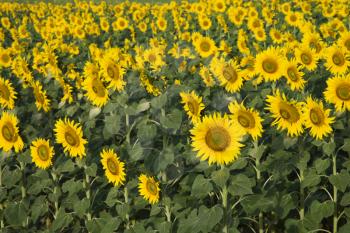 Royalty Free Photo of a Yellow Sunflower Field in Tuscany, Italy