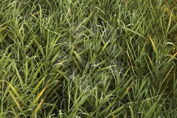 Royalty Free Photo of Close-up of Overgrown Grass and Weeds in Tuscany, Italy
