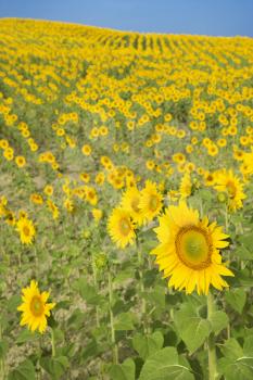 Royalty Free Photo of Sunflowers Growing in a Field in Tuscany, Italy