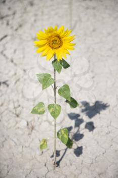 Single sunflower growing out of cracked dirt.