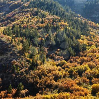 Royalty Free Photo of a Landscape With Trees in Fall Color in Utah
