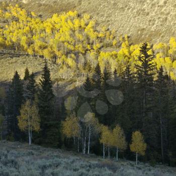 Landscape with Aspen trees in Fall color in Utah.