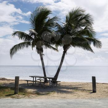 Royalty Free Photo of a Picnic Table by a Pair of Palm Trees on a Beach in Florida Keys, Florida, USA