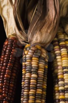 Royalty Free Photo of a Close-up of Three Multicolored Ears of Indian Corn