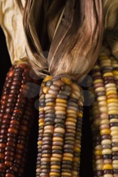 Royalty Free Photo of a Close-up of Three Multicolored Ears of Indian Corn