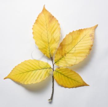 Royalty Free Photo of Branch of Four Yellow American Beech Tree Leaves