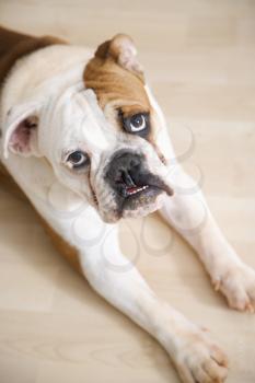 Royalty Free Photo of an English Bulldog Relaxing