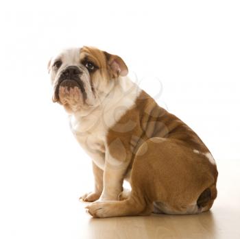 Royalty Free Photo of an English Bulldog