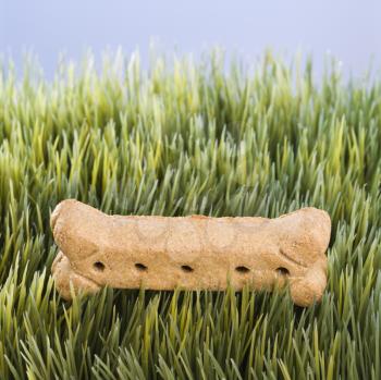 Royalty Free Photo of a Dog Treat Laying in Grass