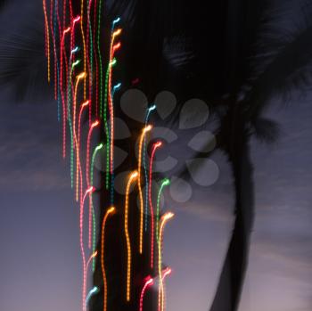 Colored lights on palm tree abstracted by camera movement.
