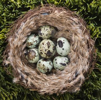 Royalty Free Photo of Speckled Eggs in a Nest