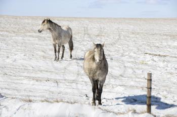 Royalty Free Photo of Two Horses in a Snowy Pasture Behind a Fence