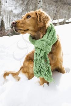 Royalty Free Photo of a Golden Retriever Sitting in the Snow Wearing a Scarf