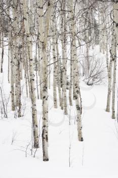 Royalty Free Photo of a Forest of Leafless Aspen Trees in Winter With Snow on the Ground
