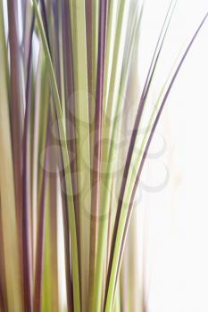 Royalty Free Photo of an Abstract Shot of Decorative Grass