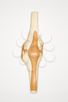 Medical knee model.